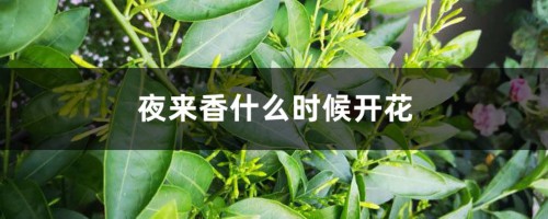 夜来香什么时候开花