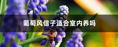 葡萄风信子有毒吗，适合室内养吗