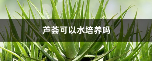 芦荟可以水培养吗