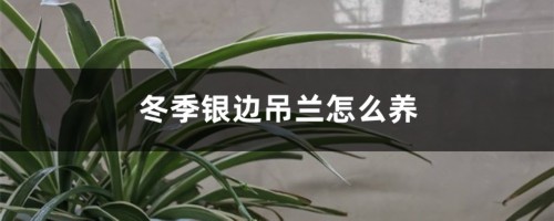 冬季银边吊兰怎么养