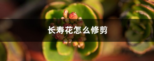 长寿花怎么修剪，什么时候摘心