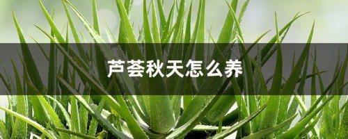 芦荟秋天怎么养