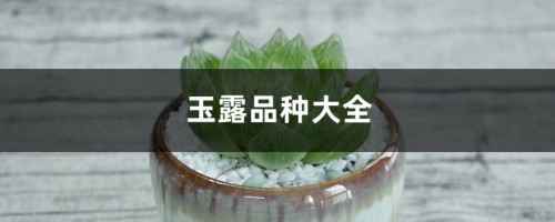 玉露品种大全