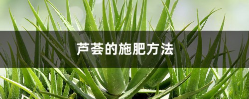 芦荟的施肥方法