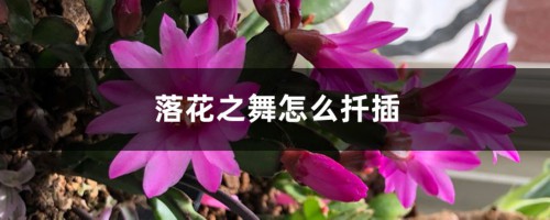 落花之舞怎么扦插